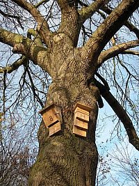kentbox-tree.jpg